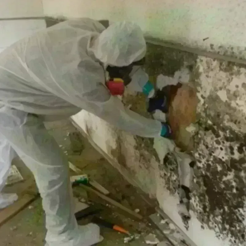 Mold Remediation and Removal in Simpsonville, KY